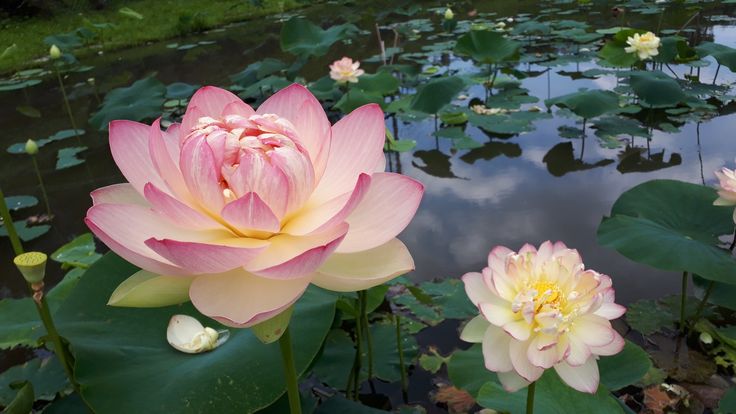 Image of lotus flowers in river.